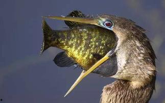 娱乐吃瓜酱美洲大蠊